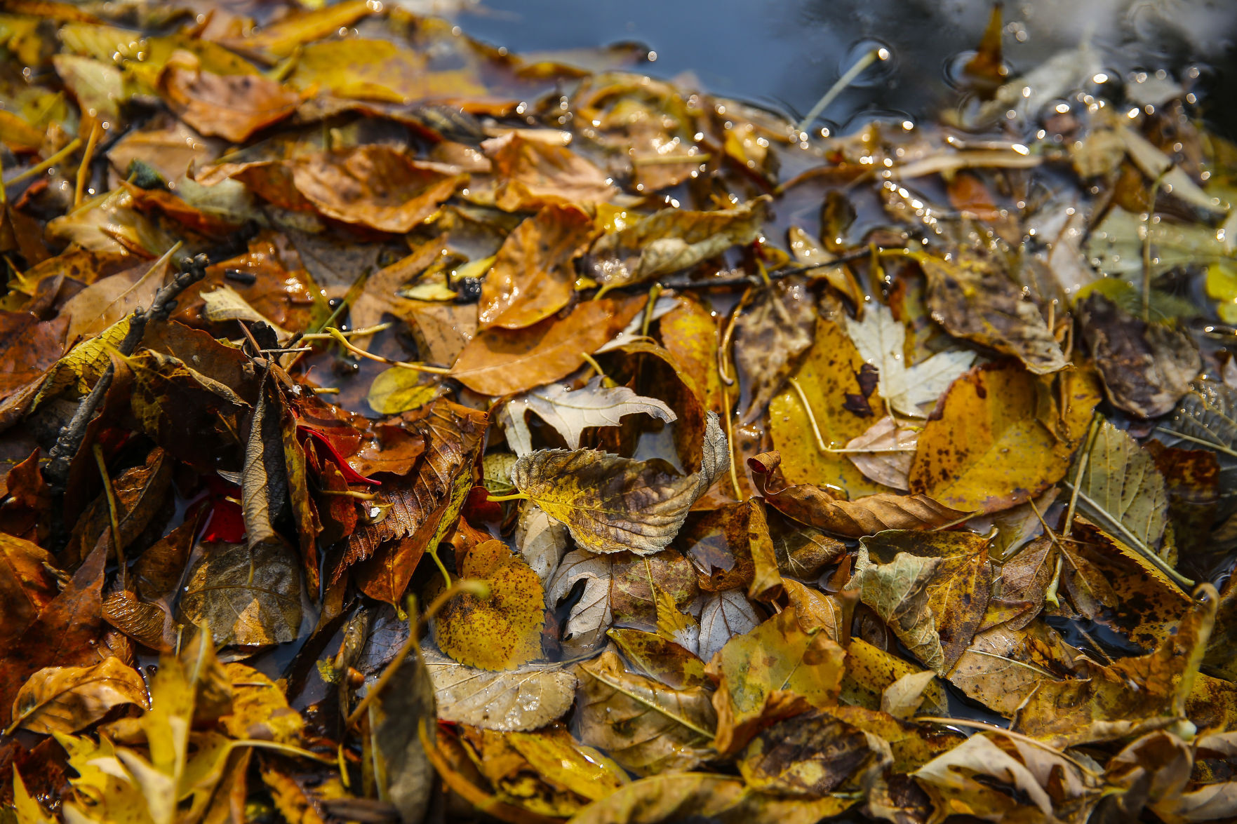 Fall Colors 14